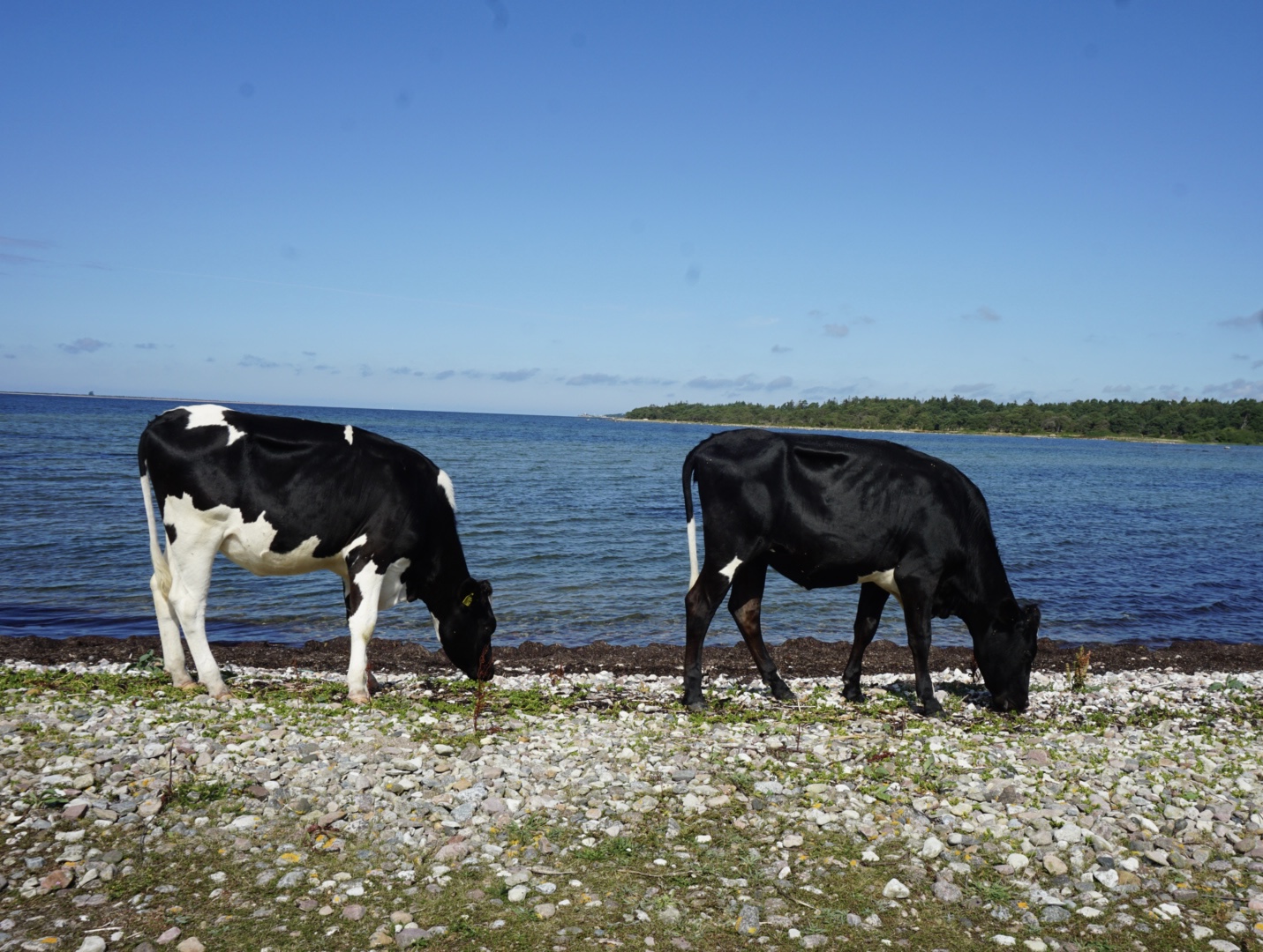 Kor vid havet