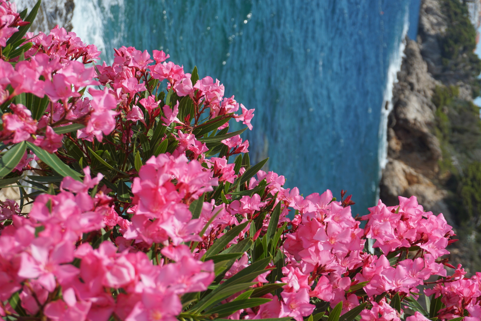 Rosa blommor vid havet